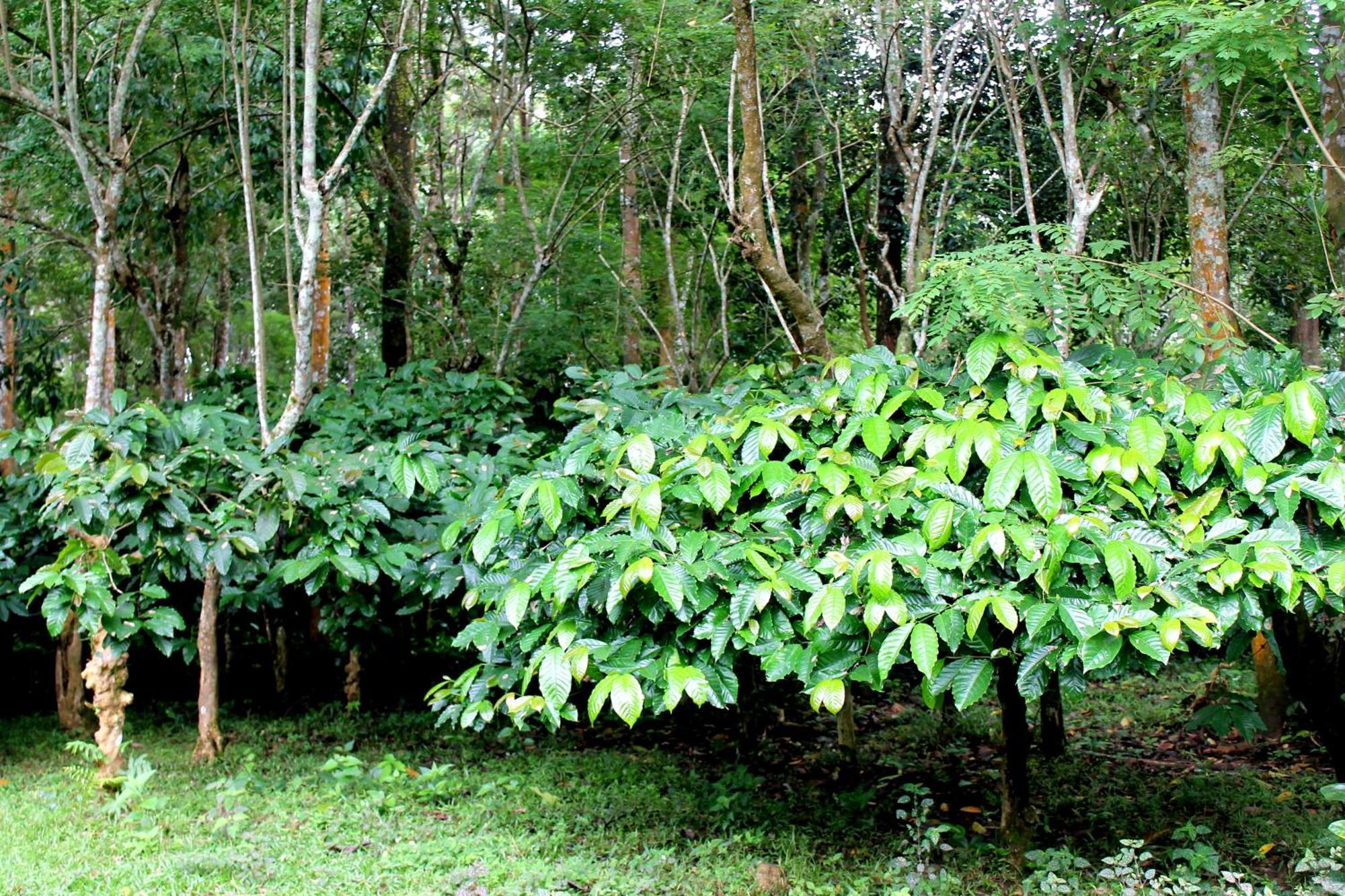 Woodside Homestay Wayanad Batheri Bagian luar foto