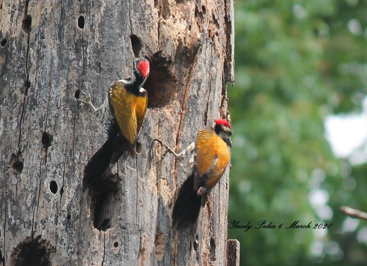 Woodside Homestay Wayanad Batheri Bagian luar foto
